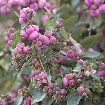 Pink Symphony™ Snowberries have pink berries that birds love