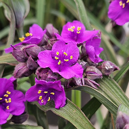 magenta-purple spiderwort flowers