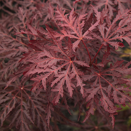 red velvet japanese maple leaves