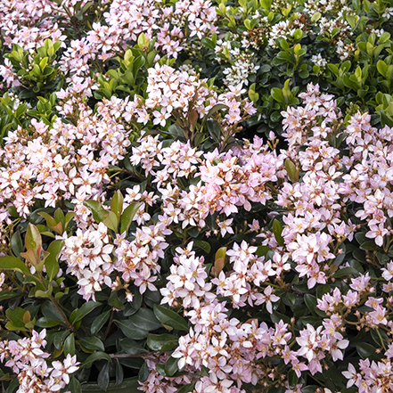 pink flowers on indian hawthorn shrub