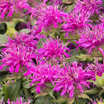 pink-purple bee balm flowers