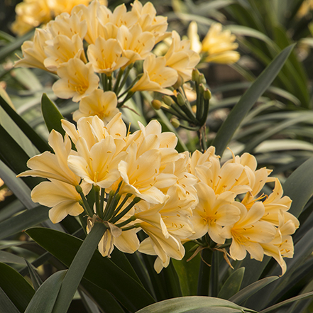 yellow clivia flowers