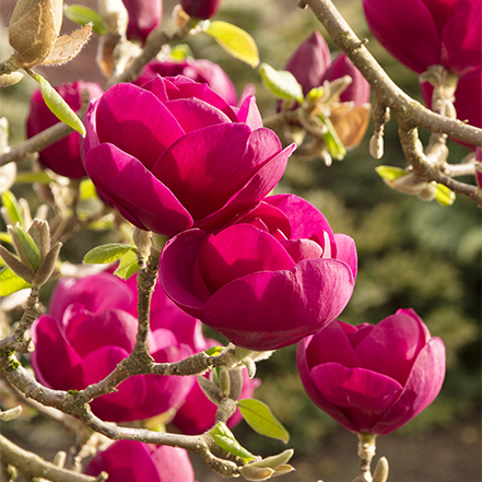 dark pink black tulip magnolia flowers