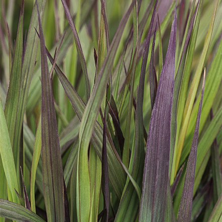 green and purple grass of blackhawks big bluestem