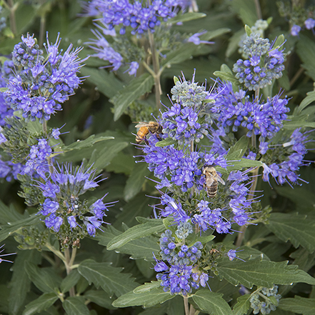 periwinkle bluebeard flowers with bees