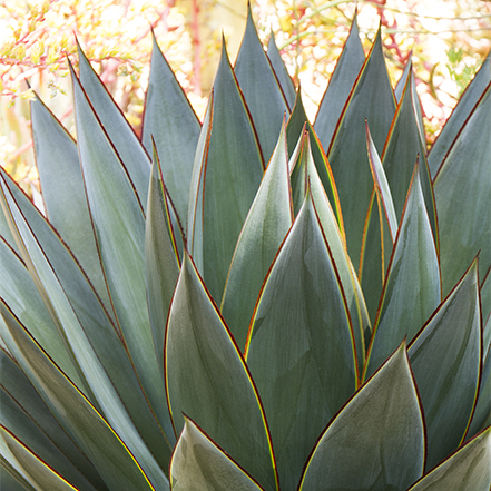 agave blue glow