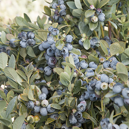 blueberries and green leaves on bountiful blue blueberry