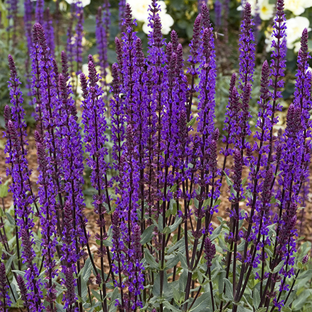 purple meadow sage flowers