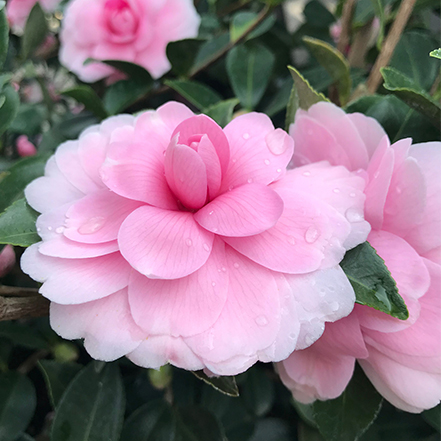 light pink chansonette's blush camellia