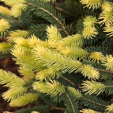 yellow tips of sparkler colorado blue spruce