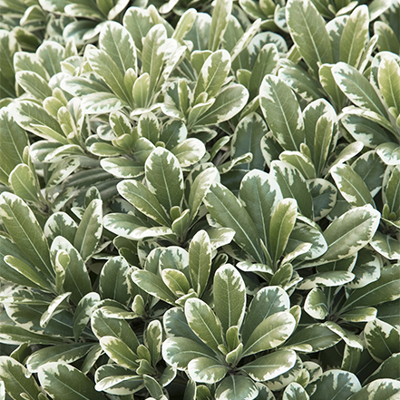 green and white leaves on cream de mint pittosporum