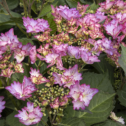 pink lace cap blooms on crystal cove hydrangea