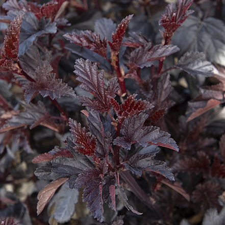 dark purple darkstar ninebark foliage