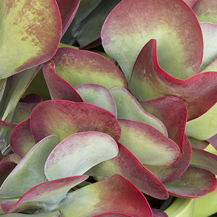 green and red paddle shaped succulent foliage