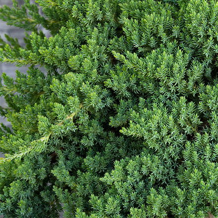 dwarf Japanese garden juniper