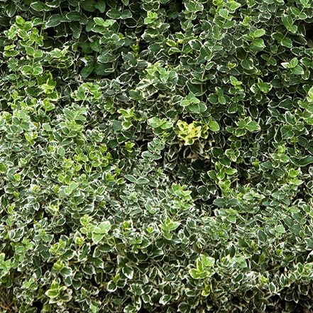 green leaves and white margins of wintercreeper