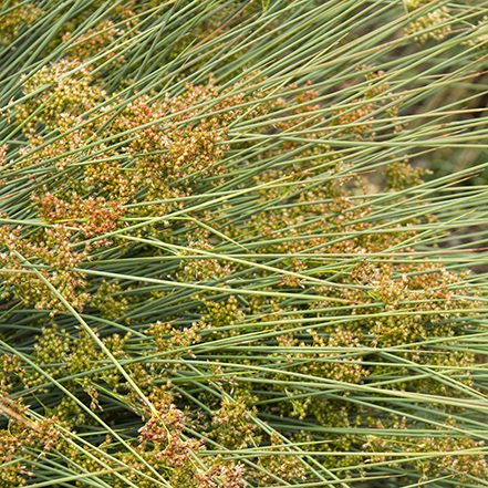 european meadow rush