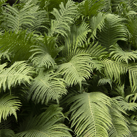 large fern foliage has a tropical look