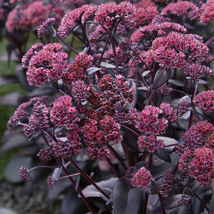 dark foliage and pink flowers of evolution chocolate fountain sedum