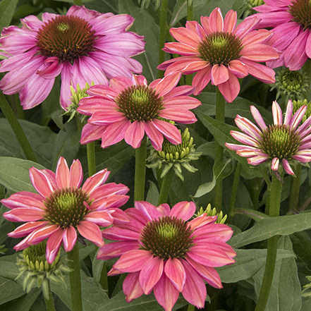 pink coneflowers with green central eye