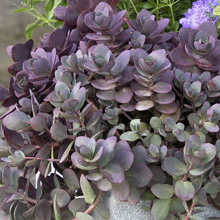 purple and green firecracker sedum