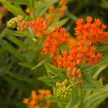 bright orange butterfly weed flowers
