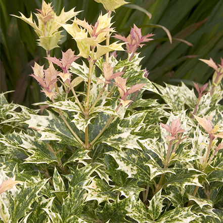 goshiki osmanthus foliage is variegated green and cream