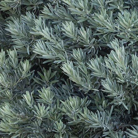 blue-green podocarpus