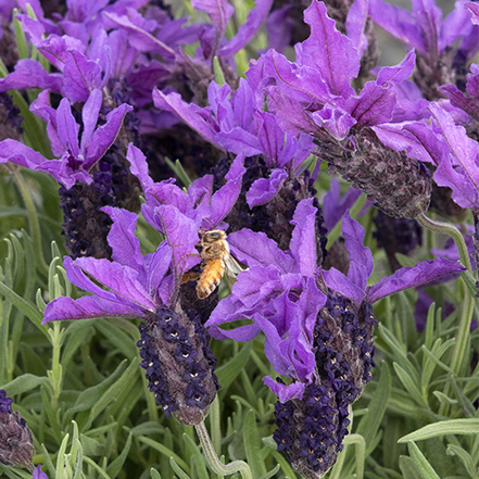 deep purple spanish lavender type flowers