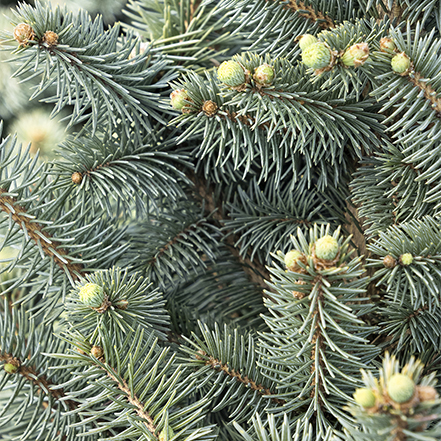 blue spruce needles