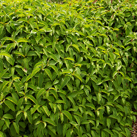 green kelseys dwarf red osier dogwood foliage
