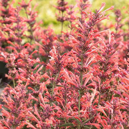 coral pink agastache flowers