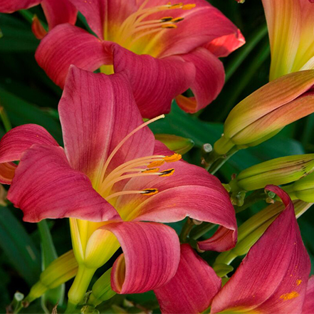 fuchsia daylily flower with yellow center