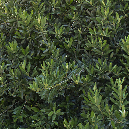 little ollie dwarf olive leaves
