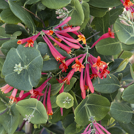 major wheeler coral honeysuckle flowers are great for hummingbirds
