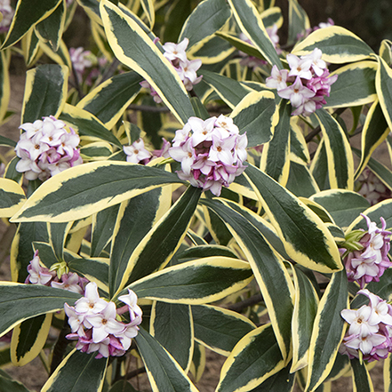 purple daphne flowers and variegated foliage