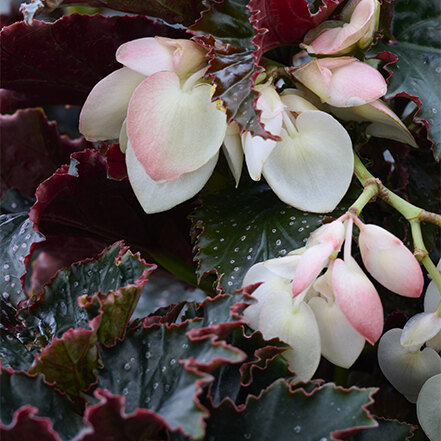 red leaves and white heart-shaped flowers of ninetta begonia are a great valentine's day gift