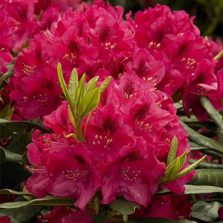 bright red flowers of Nova Zembla Rhododendron