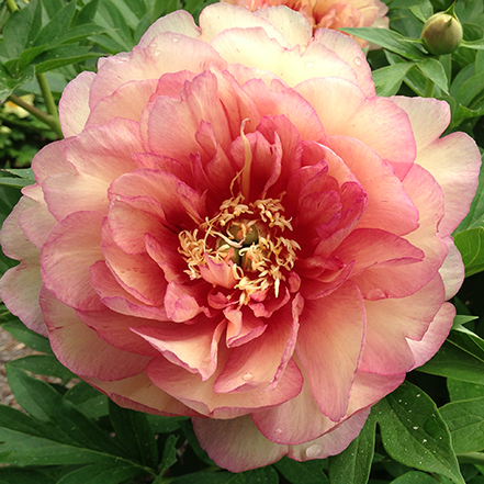 pink and white itoh peony flower