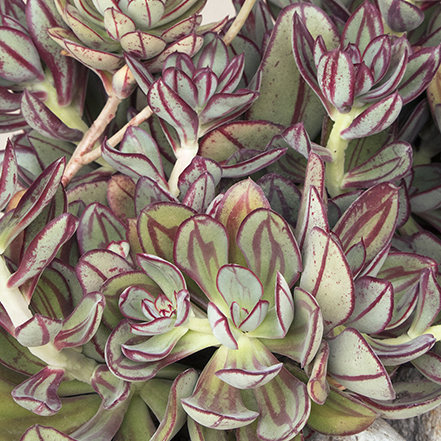 red striped succulent leaves of painted echeveria