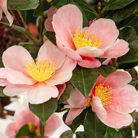 pink camellia flower with yellow center
