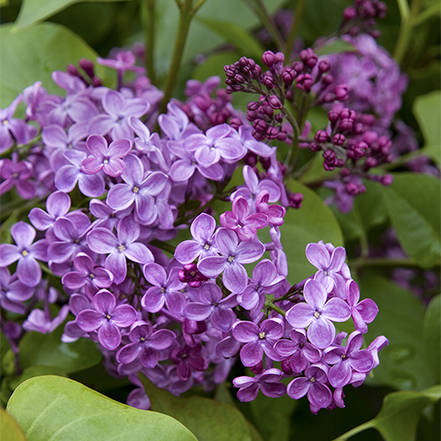 purple pocahontas canadaian lilac