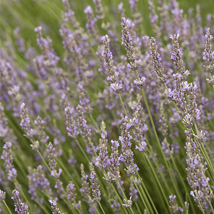 spires of light purple lavender flowers