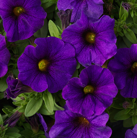 purple supercal petchoa