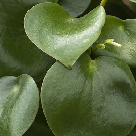 glossy green leaves of raindrop peperomia