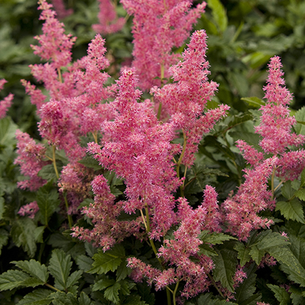 pink astilbe flowers