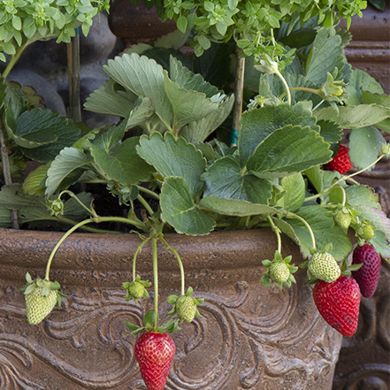 small red strawberries cascading over container edge