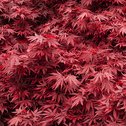 red shaina japanese maple leaves