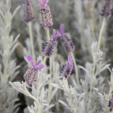 lavender flowers on silvery stems