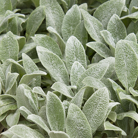 soft silver lambs ear